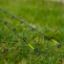 Prestom Monster Extreme Feeder Vrhovi 3,5mm