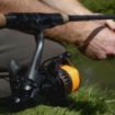 Delphin Bingo Freespool Role